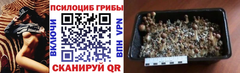 Галлюциногенные грибы Cubensis  Дудинка 
